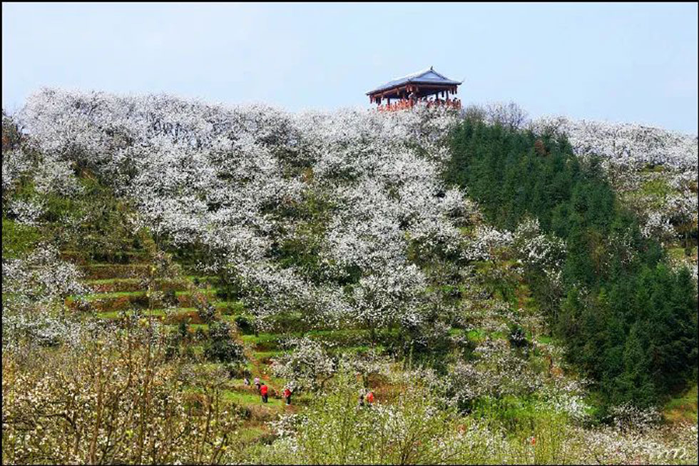 【春天，广西桂林灌阳县向您发出邀请！】我们在灌阳看梨花 - 游山玩水 - 随州生活社区 - 随州28生活网 suizhou.28life.net