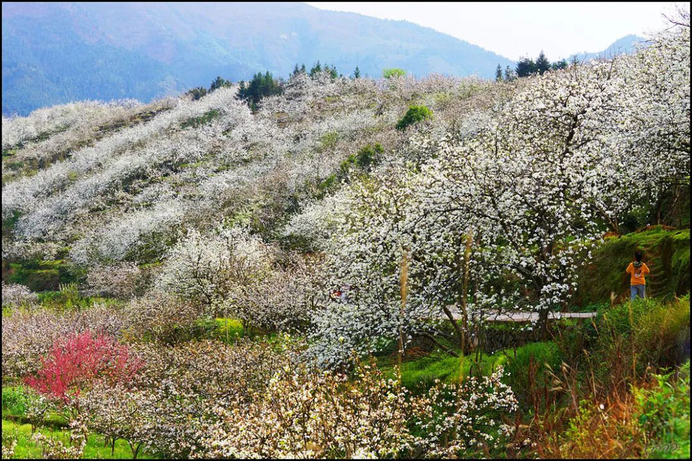 【春天，广西桂林灌阳县向您发出邀请！】我们在灌阳看梨花 - 游山玩水 - 随州生活社区 - 随州28生活网 suizhou.28life.net