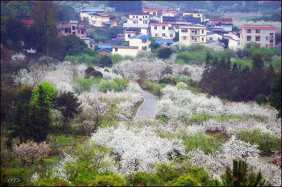 【春天，广西桂林灌阳县向您发出邀请！】我们在灌阳看梨花 - 游山玩水 - 随州生活社区 - 随州28生活网 suizhou.28life.net