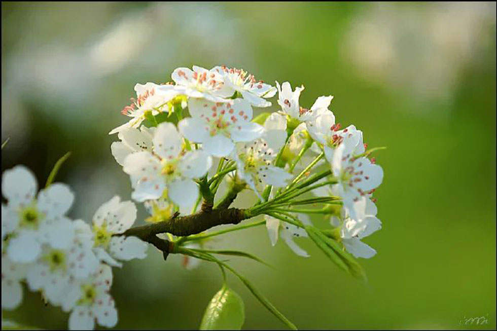【春天，广西桂林灌阳县向您发出邀请！】我们在灌阳看梨花 - 游山玩水 - 随州生活社区 - 随州28生活网 suizhou.28life.net