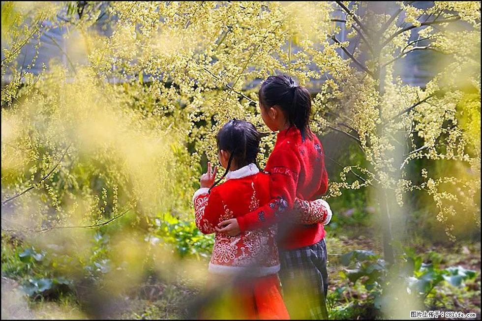 【春天，广西桂林灌阳县向您发出邀请！】米珠山前有片山苍子花在飘香 - 游山玩水 - 随州生活社区 - 随州28生活网 suizhou.28life.net
