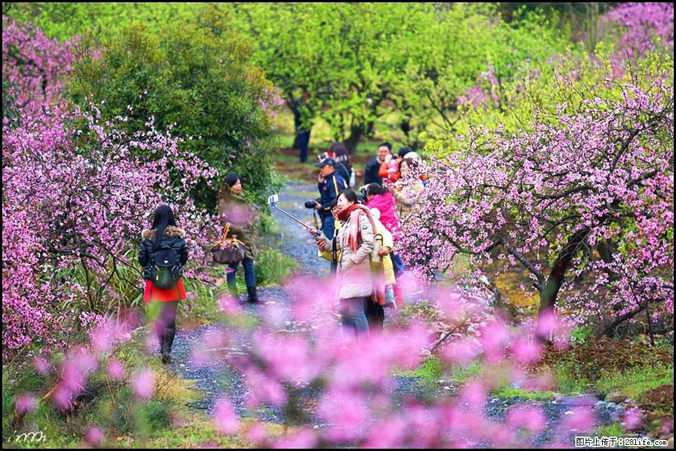 【春天，广西桂林灌阳县向您发出邀请！】官庄村有个醉美的桃花园 - 游山玩水 - 随州生活社区 - 随州28生活网 suizhou.28life.net