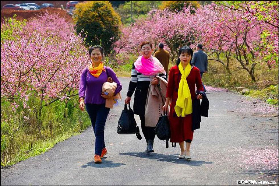 【春天，广西桂林灌阳县向您发出邀请！】官庄村有个醉美的桃花园 - 游山玩水 - 随州生活社区 - 随州28生活网 suizhou.28life.net