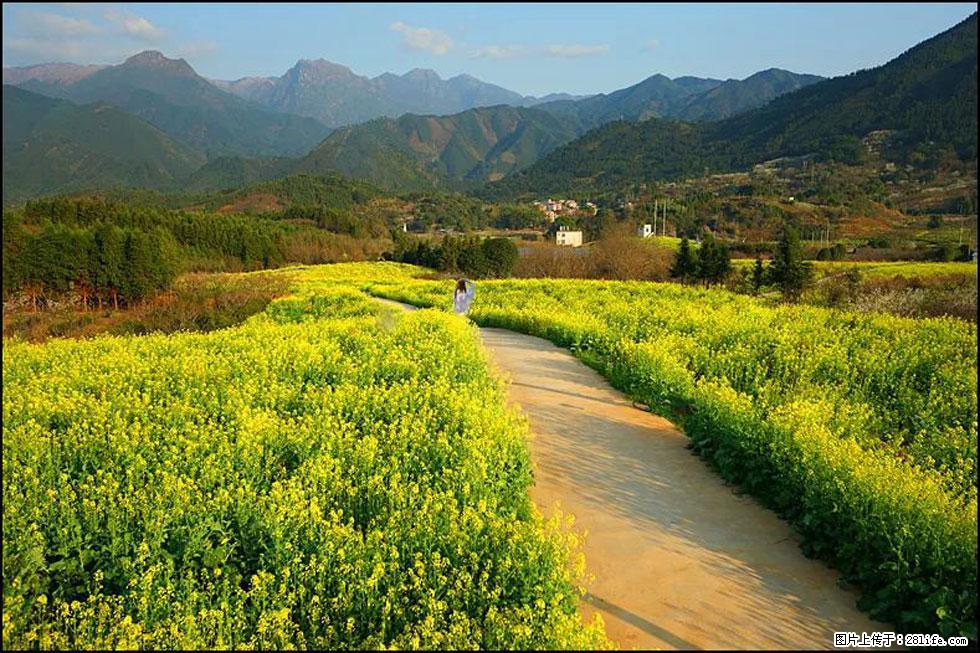 【春天,广西桂林灌阳县向您发出邀请!】长坪村油菜盛情花开 - 游山玩水 - 随州生活社区 - 随州28生活网 suizhou.28life.net