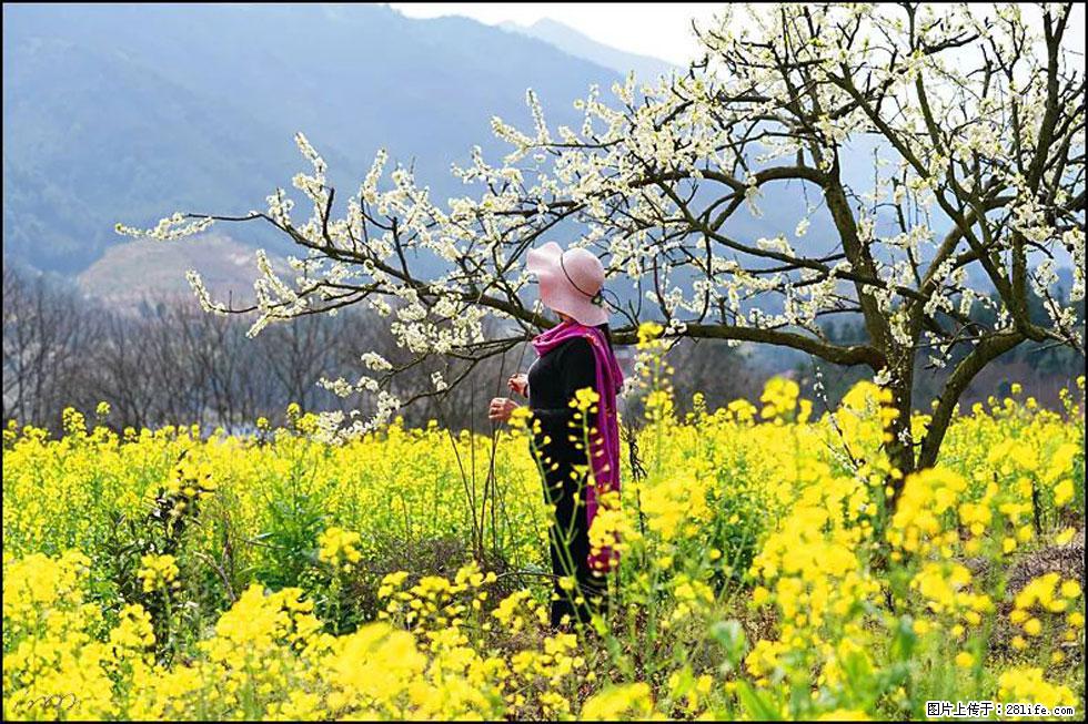 【春天,广西桂林灌阳县向您发出邀请!】长坪村油菜盛情花开 - 游山玩水 - 随州生活社区 - 随州28生活网 suizhou.28life.net