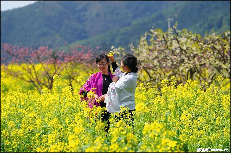 【春天,广西桂林灌阳县向您发出邀请!】长坪村油菜盛情花开 - 游山玩水 - 随州生活社区 - 随州28生活网 suizhou.28life.net