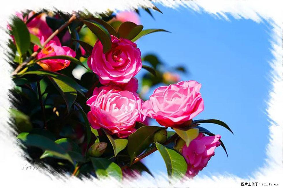 【春天,广西桂林灌阳县向您发出邀请!】杨柳井茶花惹人爱 - 游山玩水 - 随州生活社区 - 随州28生活网 suizhou.28life.net