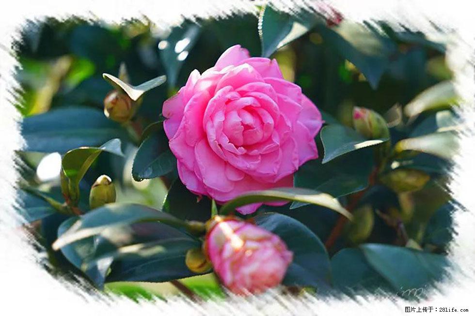 【春天,广西桂林灌阳县向您发出邀请!】杨柳井茶花惹人爱 - 游山玩水 - 随州生活社区 - 随州28生活网 suizhou.28life.net