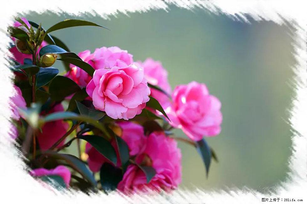 【春天,广西桂林灌阳县向您发出邀请!】杨柳井茶花惹人爱 - 游山玩水 - 随州生活社区 - 随州28生活网 suizhou.28life.net