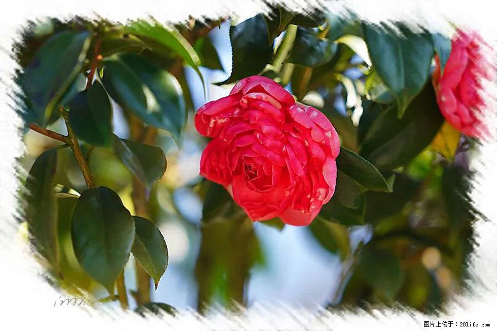 【春天,广西桂林灌阳县向您发出邀请!】杨柳井茶花惹人爱 - 游山玩水 - 随州生活社区 - 随州28生活网 suizhou.28life.net