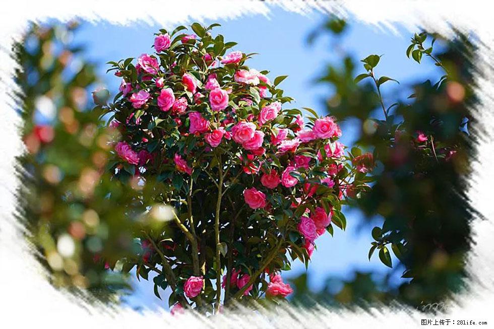 【春天,广西桂林灌阳县向您发出邀请!】杨柳井茶花惹人爱 - 游山玩水 - 随州生活社区 - 随州28生活网 suizhou.28life.net