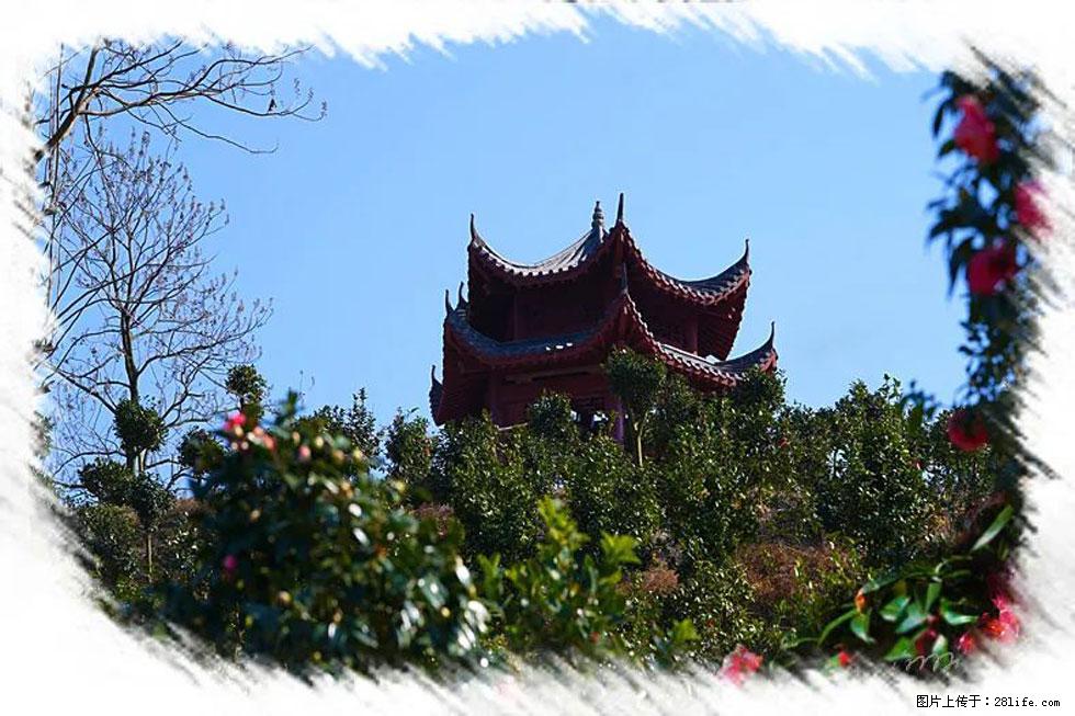 【春天,广西桂林灌阳县向您发出邀请!】杨柳井茶花惹人爱 - 游山玩水 - 随州生活社区 - 随州28生活网 suizhou.28life.net