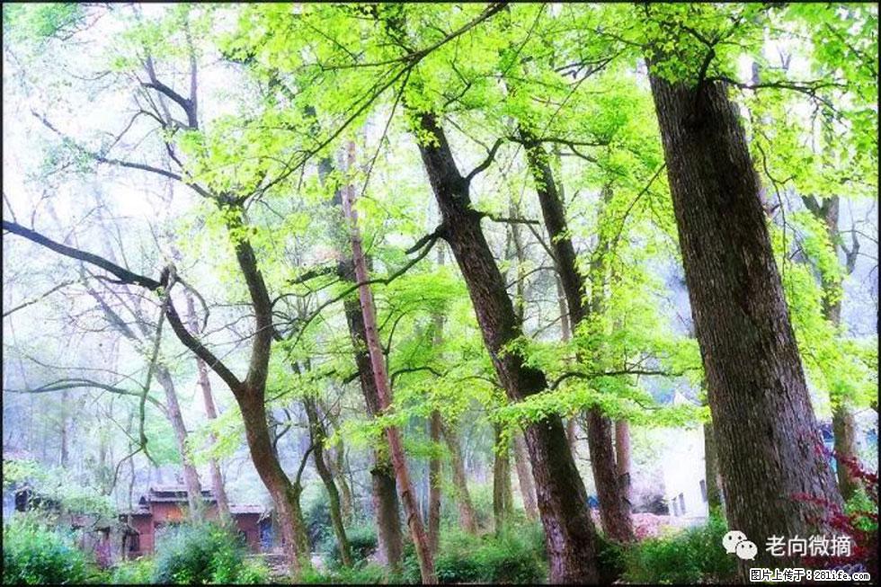 【春天，广西桂林灌阳县向您发出邀请！】在小龙村与春天约会 - 游山玩水 - 随州生活社区 - 随州28生活网 suizhou.28life.net