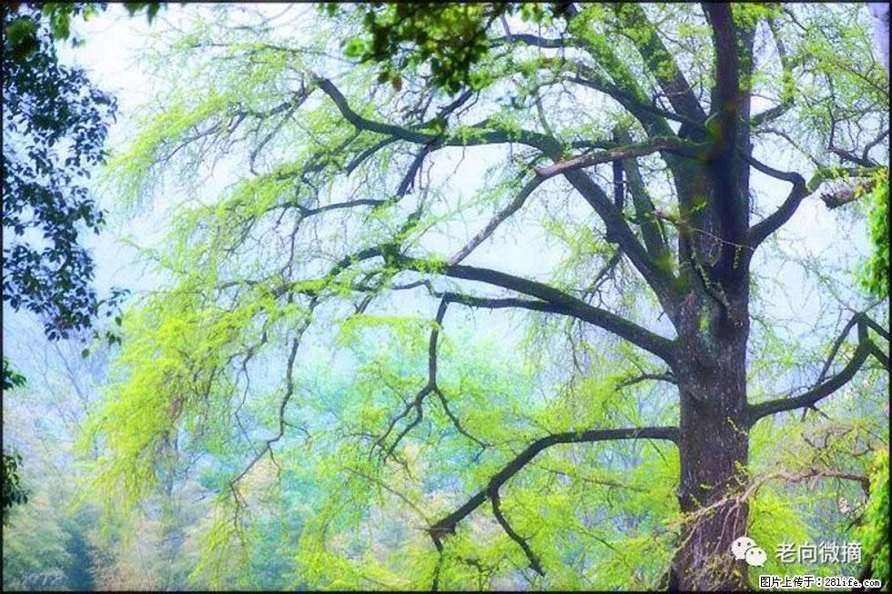 【春天，广西桂林灌阳县向您发出邀请！】在小龙村与春天约会 - 游山玩水 - 随州生活社区 - 随州28生活网 suizhou.28life.net
