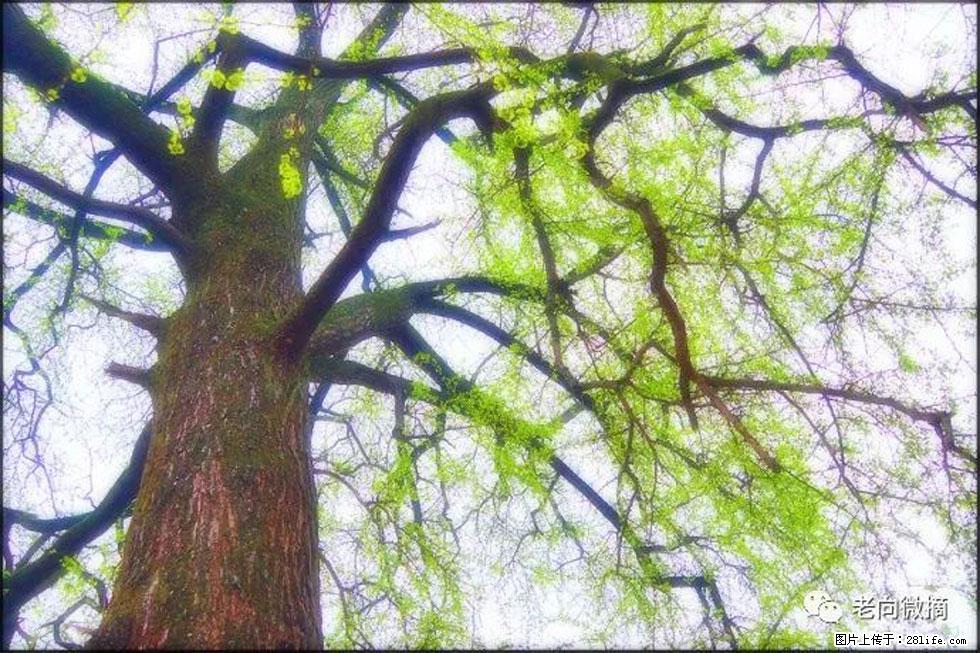【春天，广西桂林灌阳县向您发出邀请！】在小龙村与春天约会 - 游山玩水 - 随州生活社区 - 随州28生活网 suizhou.28life.net