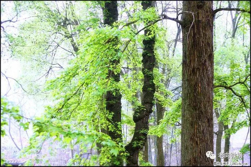 【春天，广西桂林灌阳县向您发出邀请！】在小龙村与春天约会 - 游山玩水 - 随州生活社区 - 随州28生活网 suizhou.28life.net