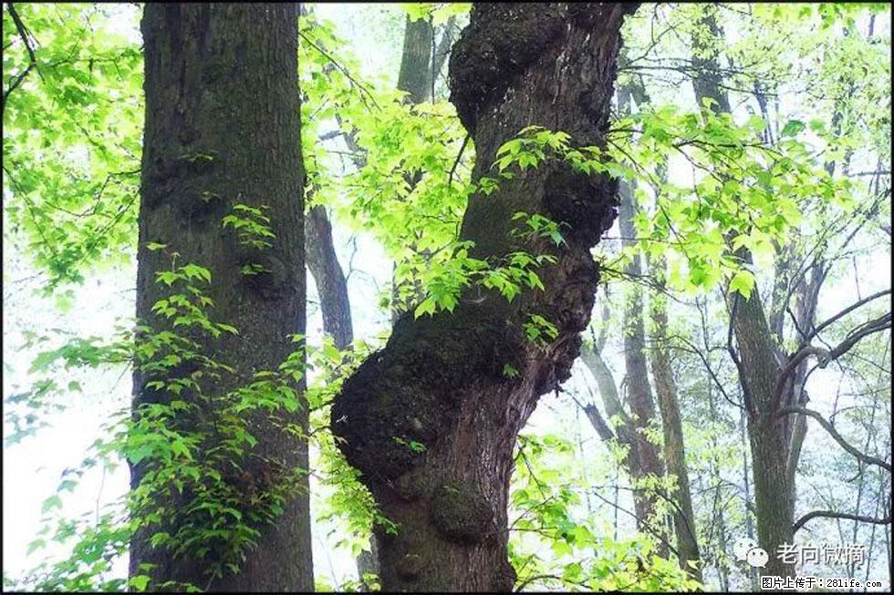 【春天，广西桂林灌阳县向您发出邀请！】在小龙村与春天约会 - 游山玩水 - 随州生活社区 - 随州28生活网 suizhou.28life.net
