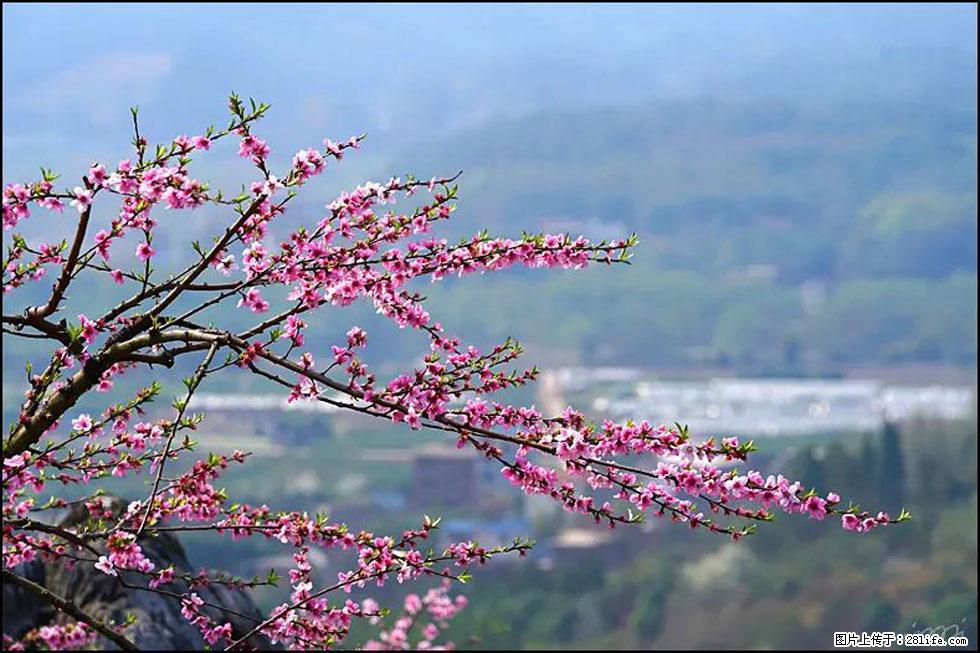 【春天，广西桂林灌阳县向您发出邀请！】望月岭上桃花开 - 游山玩水 - 随州生活社区 - 随州28生活网 suizhou.28life.net