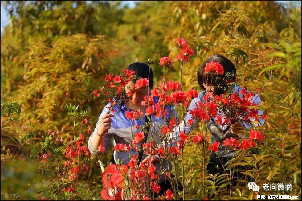 【春天，广西桂林灌阳县向您发出邀请！】登麒麟山，相约映山红 - 游山玩水 - 随州生活社区 - 随州28生活网 suizhou.28life.net