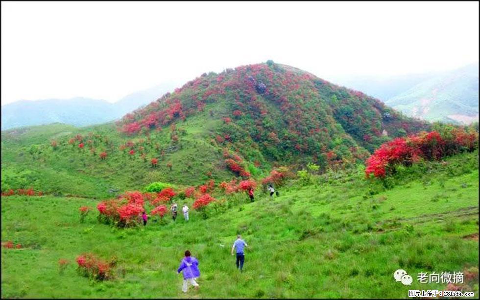 【春天，广西桂林灌阳县向您发出邀请！】宝盖山上映山红 - 游山玩水 - 随州生活社区 - 随州28生活网 suizhou.28life.net