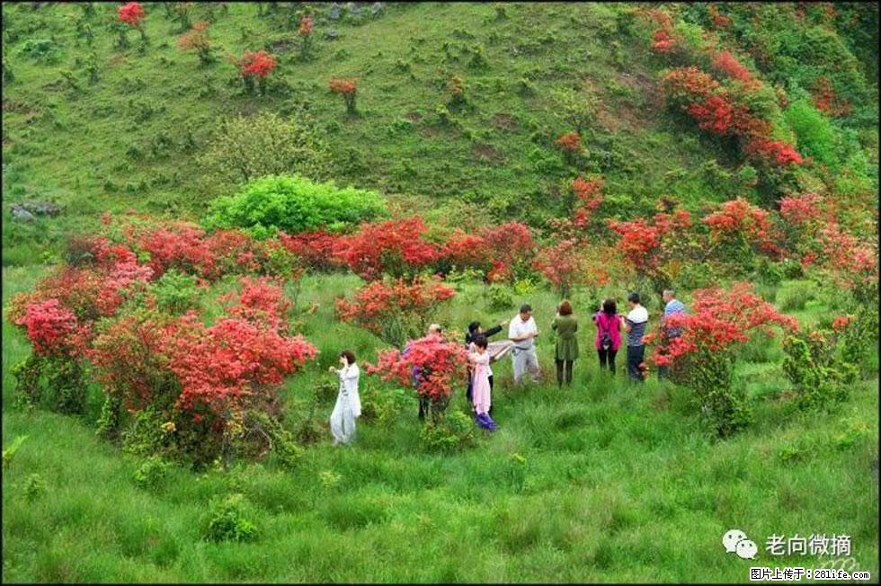 【春天，广西桂林灌阳县向您发出邀请！】宝盖山上映山红 - 游山玩水 - 随州生活社区 - 随州28生活网 suizhou.28life.net