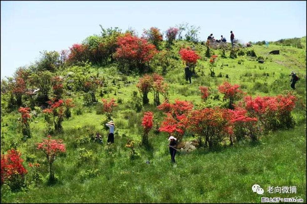 【春天，广西桂林灌阳县向您发出邀请！】宝盖山上映山红 - 游山玩水 - 随州生活社区 - 随州28生活网 suizhou.28life.net