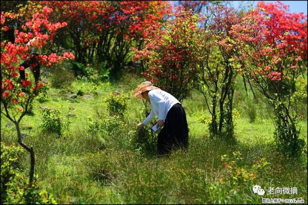 【春天，广西桂林灌阳县向您发出邀请！】宝盖山上映山红 - 游山玩水 - 随州生活社区 - 随州28生活网 suizhou.28life.net