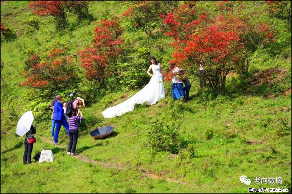 【春天，广西桂林灌阳县向您发出邀请！】宝盖山上映山红 - 游山玩水 - 随州生活社区 - 随州28生活网 suizhou.28life.net