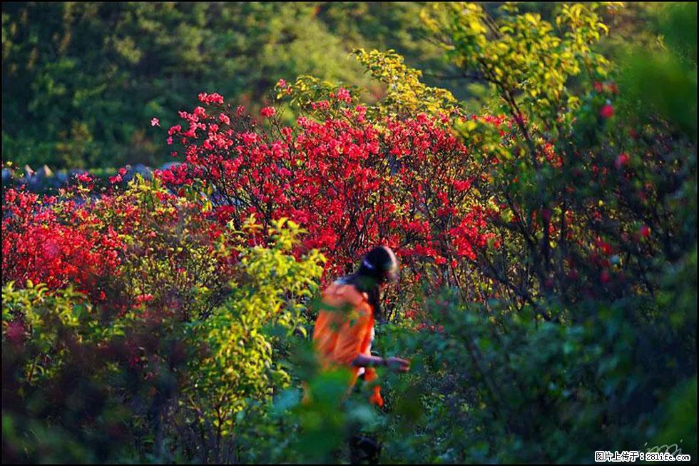 【春天,广西桂林灌阳县向您发出邀请!】春木界上映山红 - 游山玩水 - 随州生活社区 - 随州28生活网 suizhou.28life.net