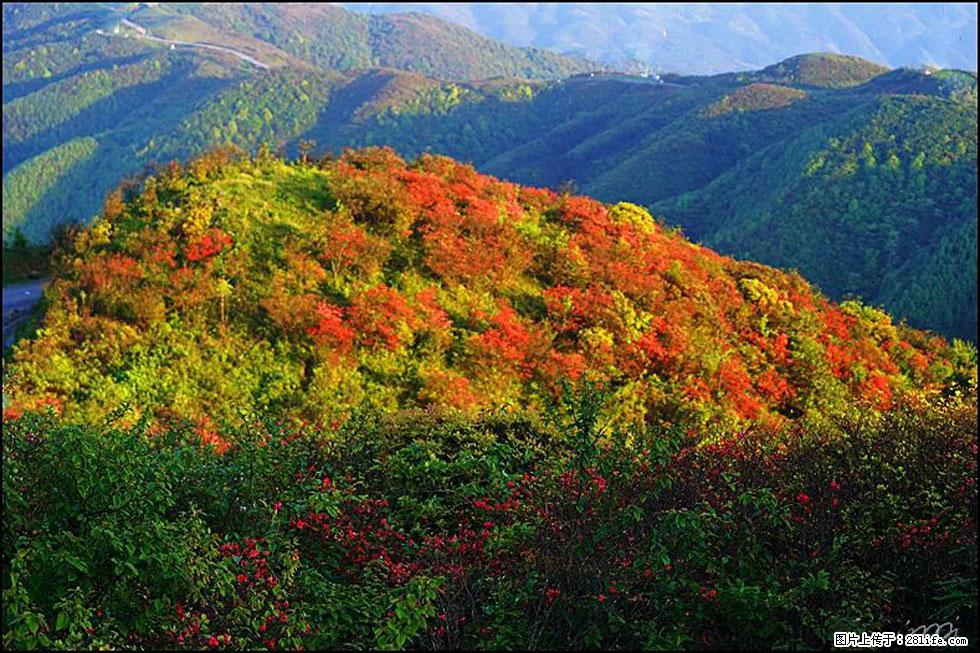 【春天,广西桂林灌阳县向您发出邀请!】春木界上映山红 - 游山玩水 - 随州生活社区 - 随州28生活网 suizhou.28life.net