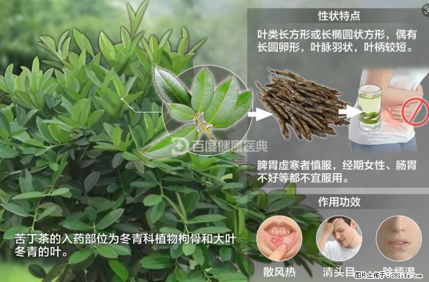 苦丁茶有哪些功效和作用 - 生活百科 - 随州生活社区 - 随州28生活网 suizhou.28life.net