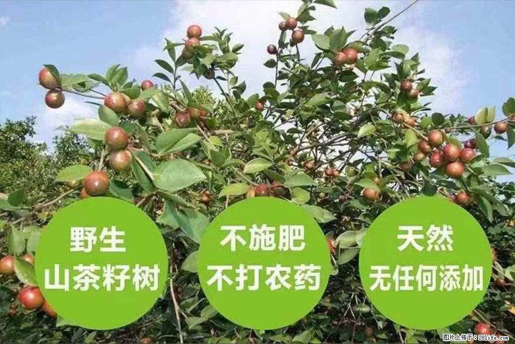 【灌阳县油茶产业示范区】一个有着充实的精神生活的人,对待身外之物自会有一种淡泊的态度 - 美食天地 - 随州生活社区 - 随州28生活网 suizhou.28life.net