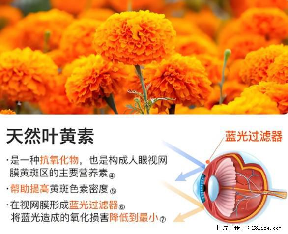 叶黄素有什么功效和作用 - 生活百科 - 随州生活社区 - 随州28生活网 suizhou.28life.net