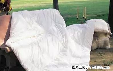 被子有异味？只要这样做，比晒太阳还强100倍！ - 家居生活 - 随州生活社区 - 随州28生活网 suizhou.28life.net