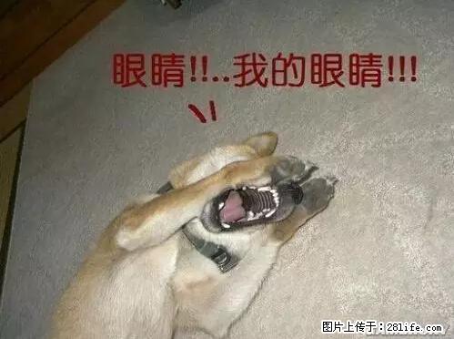 笑癫了！一女的怀孕三年未生，他终于忍不住了... - 娱乐八卦 - 随州生活社区 - 随州28生活网 suizhou.28life.net