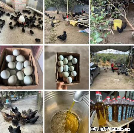 油茶园从小鸡仔开始养起的纯土鸡、土鸡蛋可以预定啦！还有前几天刚榨的纯山茶油哦 - 土特产 - 饮食特产 - 随州分类信息 - 随州28生活网 suizhou.28life.net