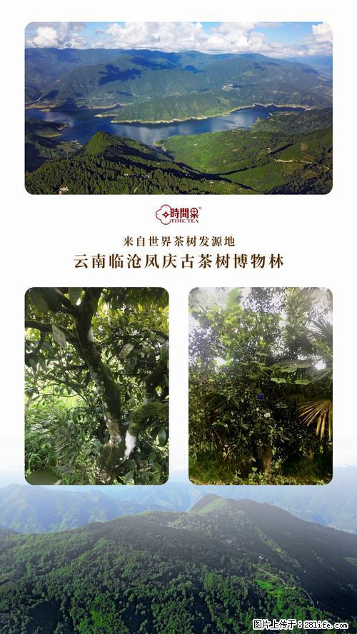时间果百年古树2025年春红茶 - 购物交流 - 随州生活社区 - 随州28生活网 suizhou.28life.net