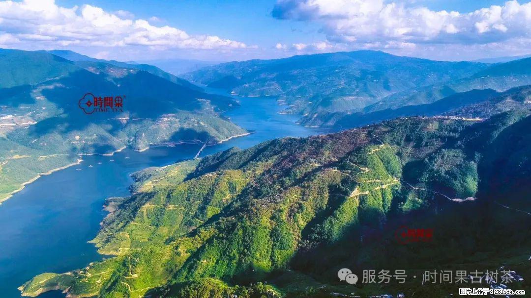 时间果百年古树龙珠普洱生茶 - 购物交流 - 随州生活社区 - 随州28生活网 suizhou.28life.net