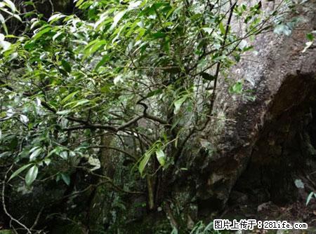 平乐石崖茶，珍贵仅次于金花茶 - 随州生活资讯 - 随州28生活网 suizhou.28life.net