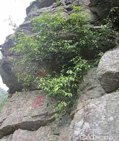 平乐石崖茶，珍贵仅次于金花茶 - 随州生活资讯 - 随州28生活网 suizhou.28life.net