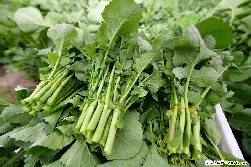 这些蔬菜是“天然钙片”，这6种被医生重点推荐 - 随州生活资讯 - 随州28生活网 suizhou.28life.net
